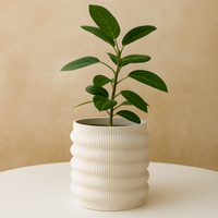 Potted plant on a white surface with a beige background